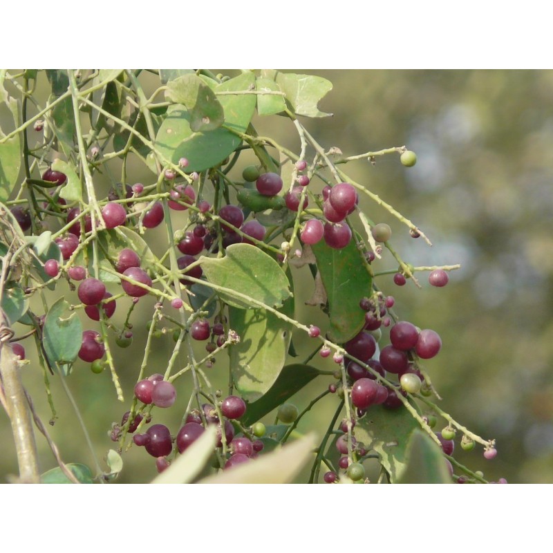 Price: €2.25 - Οδοντόβουρτσα Δενδροειδών Σπόρων (Salvadora persica) - 
