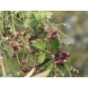 Zahnbürstenbaum Samen (Salvadora persica) | 2,25 €