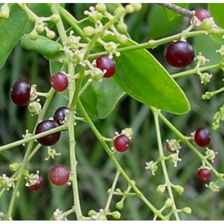 Price: €2.25 - Semi di albero spazzolino da denti (Salvadora persica) -