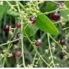 Price: €2.25 - Semi di albero spazzolino da denti (Salvadora persica) - 