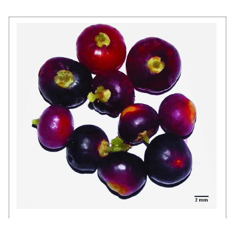 Zahnbürstenbaum Samen (Salvadora persica) | 2,25 €