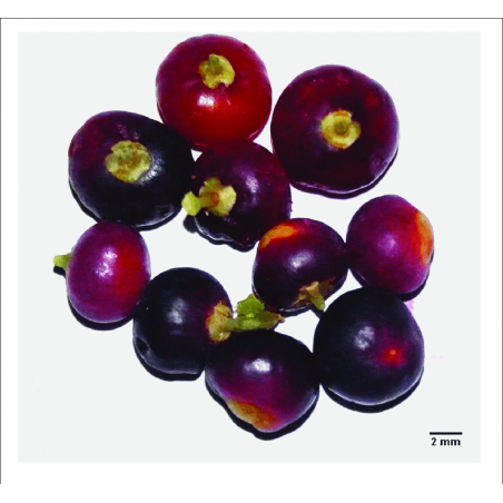 Price: €2.25 - Semi di albero spazzolino da denti (Salvadora persica) -