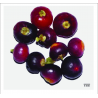 Price: €2.25 - Semi di albero spazzolino da denti (Salvadora persica) - 