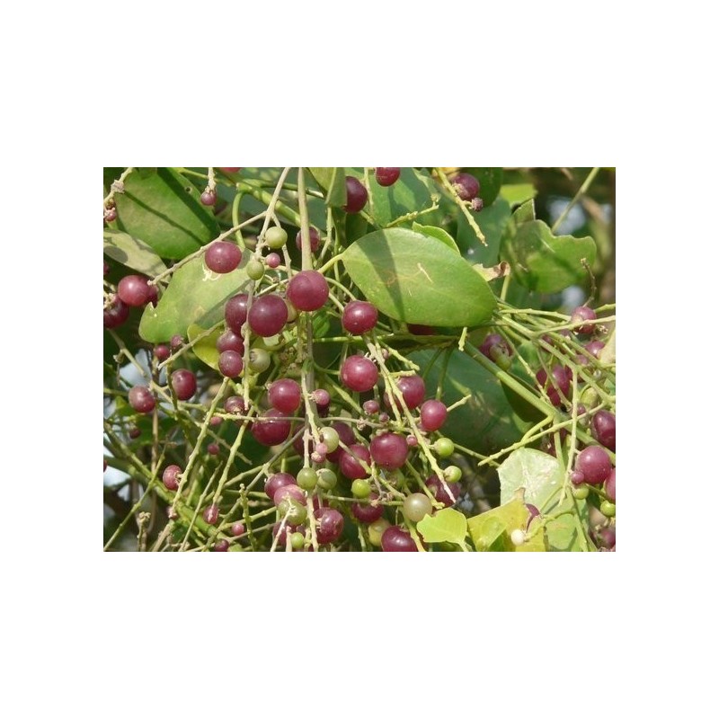 Price: €2.25 - Semi di albero spazzolino da denti (Salvadora persica) - 