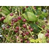 Price: €2.25 - Semi di albero spazzolino da denti (Salvadora persica) - 