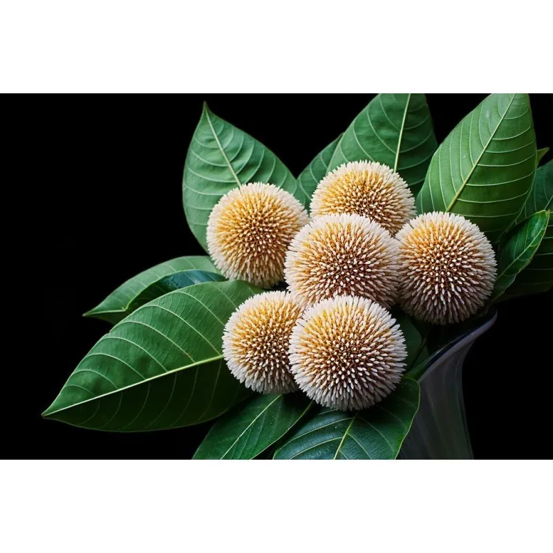 Burflower-Tree, Laran Seeds (Neolamarckia cadamba)