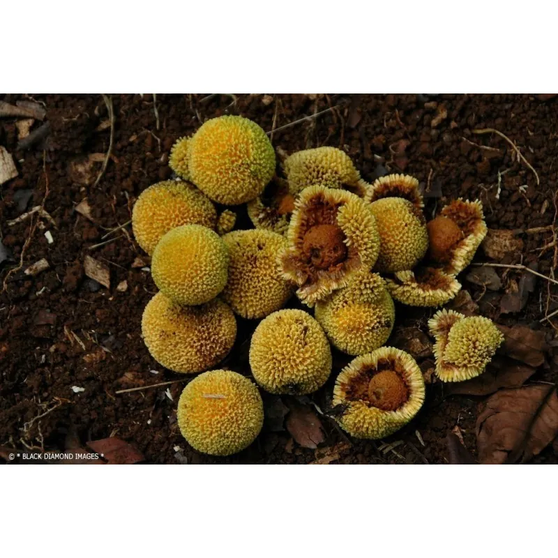 Burflower-Tree, Laran Seeds (Neolamarckia cadamba)