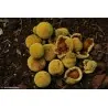 Burflower-Tree, Laran Seeds (Neolamarckia cadamba)