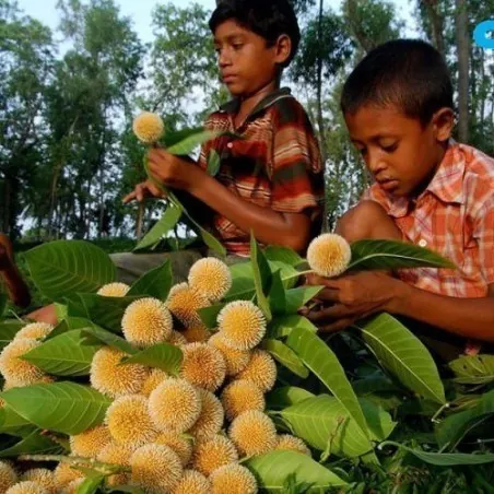 Burflower-Tree, Laran Seeds (Neolamarckia cadamba)