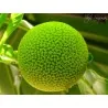 Burflower-Tree, Laran Seeds (Neolamarckia cadamba)