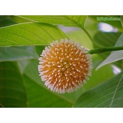 Burflower-Tree, Laran Seeds (Neolamarckia cadamba) 2.35 - 7