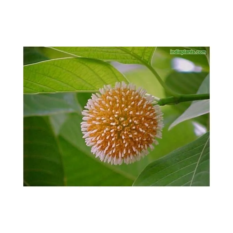 Semillas De Kadamba (Anthocephalus cadamba)