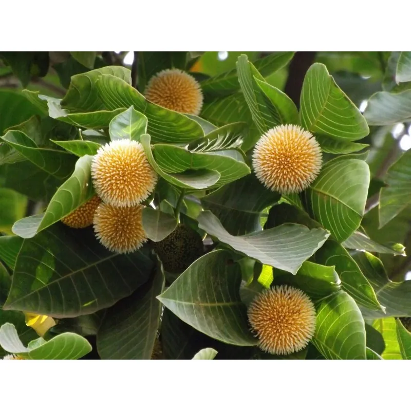 Semillas De Kadamba (Anthocephalus cadamba)