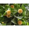 Burflower-Tree, Laran Seeds (Neolamarckia cadamba)