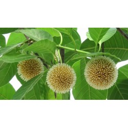 Burflower-Tree, Laran Seeds (Neolamarckia cadamba) 2.35 - 9