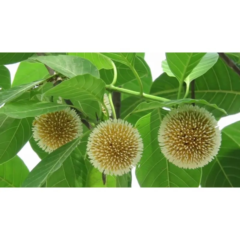 Burflower-Tree, Laran Seeds (Neolamarckia cadamba)