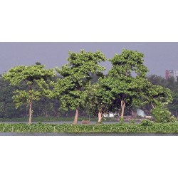 Burflower-Tree, Laran Seme (Neolamarckia cadamba) 2.35 - 10