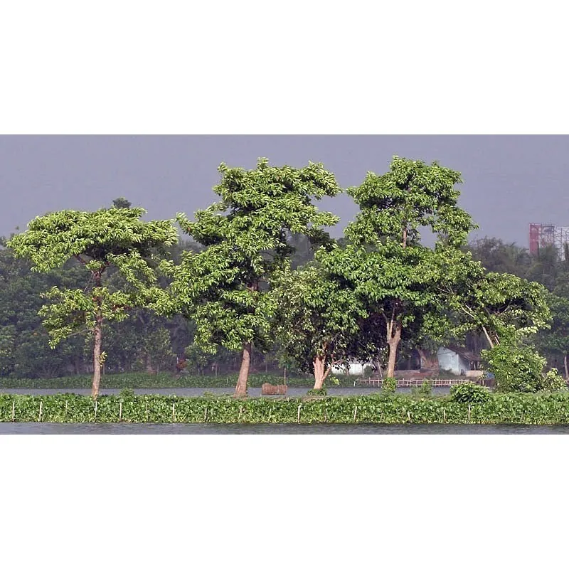 Burflower-Tree, Laran Seeds (Neolamarckia cadamba)