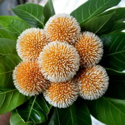 Price: €2.35 - Burflower-Tree, Laran Seeds (Neolamarckia cadamba) - 