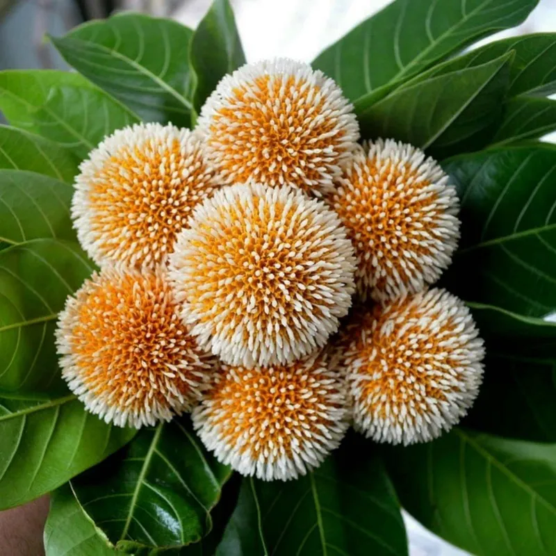 Burflower-Tree, Laran Seeds (Neolamarckia cadamba)