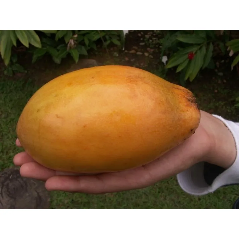 Semi di Granadilla Reale (Passiflora quadrangularis)