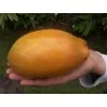 Semi di Granadilla Reale (Passiflora quadrangularis)