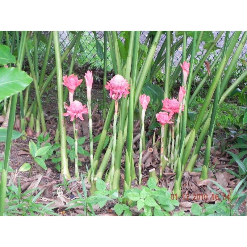 Price: €1.55 - Essbar - Fackel-Ingwer Samen (Etlingera elatior) - 