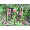 Price: €1.55 - Jestivi Bakarni Đumbir Seme (Etlingera elatior) - 