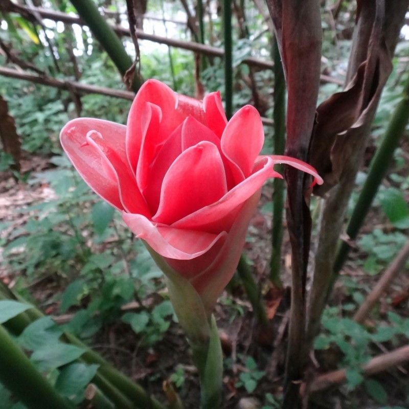 Price: €1.55 - Graines Comestible La rose de porcelaine (Etlingera elatior) - 