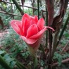 Price: €1.55 - Essbar - Fackel-Ingwer Samen (Etlingera elatior) - 