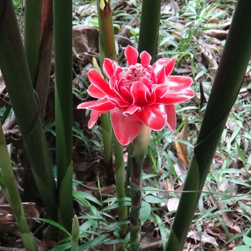 Price: €1.55 - Essbar - Fackel-Ingwer Samen (Etlingera elatior) - 