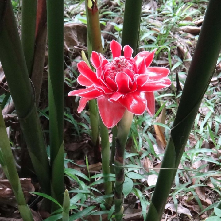 Edible Torch Ginger Seeds (Etlingera elatior) - 1.395