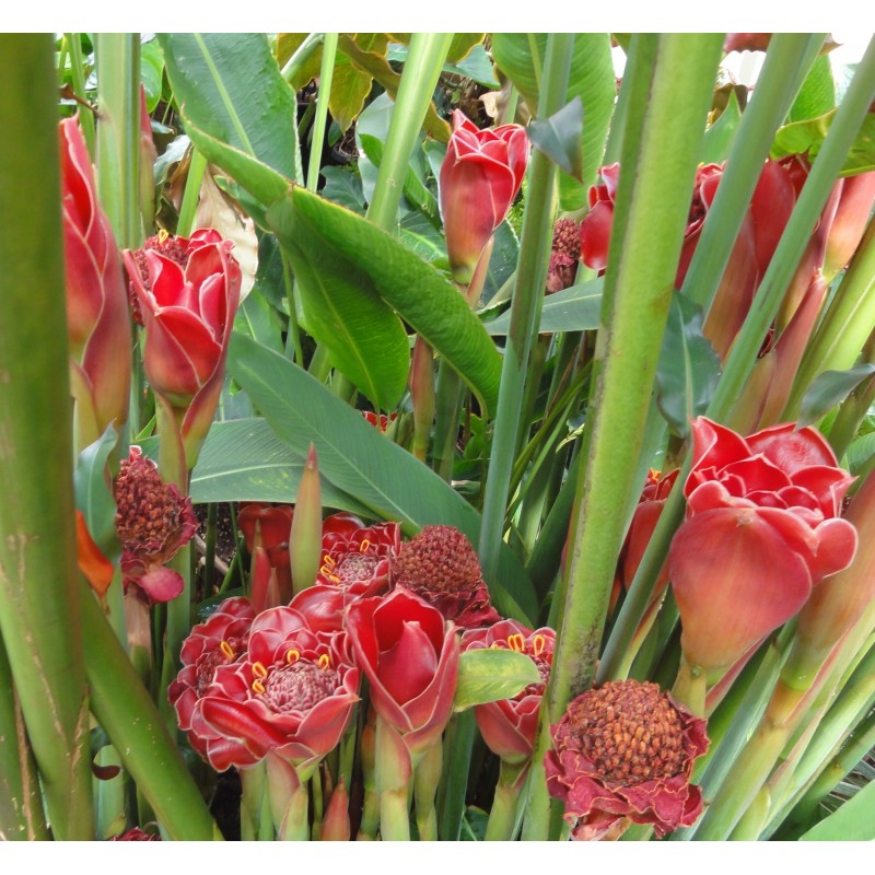 Price: €1.55 - Essbar - Fackel-Ingwer Samen (Etlingera elatior) - 