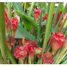 Price: €1.55 - Εδώδιμος Τζίντζερ Πυρσός Σπόροι (Etlingera elatior) - 