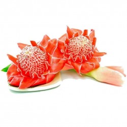 Semi di Commestibile Rose Giganti Indonesiane (Etlingera elatior) 1.85 - 1