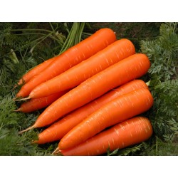 20g - 14.000 Graines de carotte Danvers 8.5 - 2