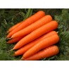 20g - 14000 Frö Danvers Morot ekofrö | 18,50 €