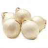 Price: €1.45 - Semillas cebolla blanca Paris Silverskin - 