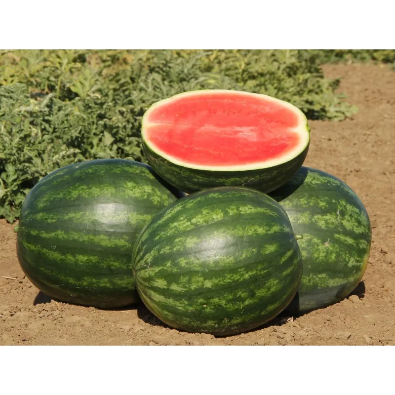 400 Semillas de Sandia Crimson Sweet