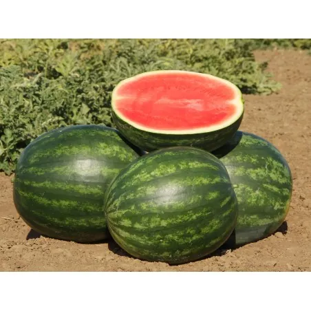 400 Semillas de Sandia Crimson Sweet