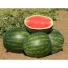 400 Semillas de Sandia Crimson Sweet