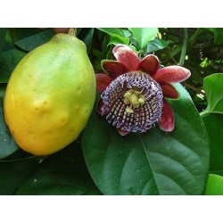Passiflora quadrangularis Seeds Passion Flower - Passion Fruit