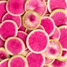 Rädisa vattenmelon frön | 1,95 €