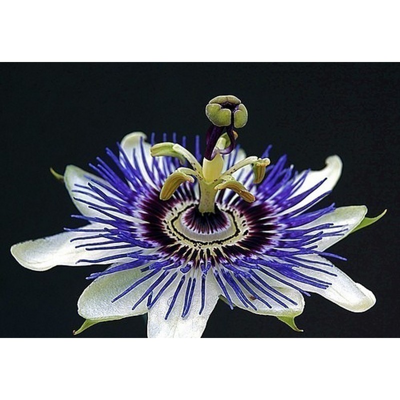 Semillas De Granadilla Passiflora Ligularis