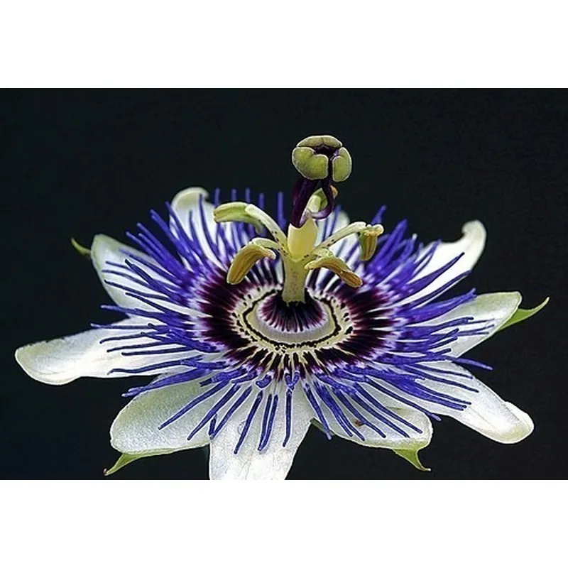 Σπόροι Λουλούδι Πάθος Passiflora ligularis