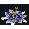 Σπόροι Λουλούδι Πάθος Passiflora ligularis
