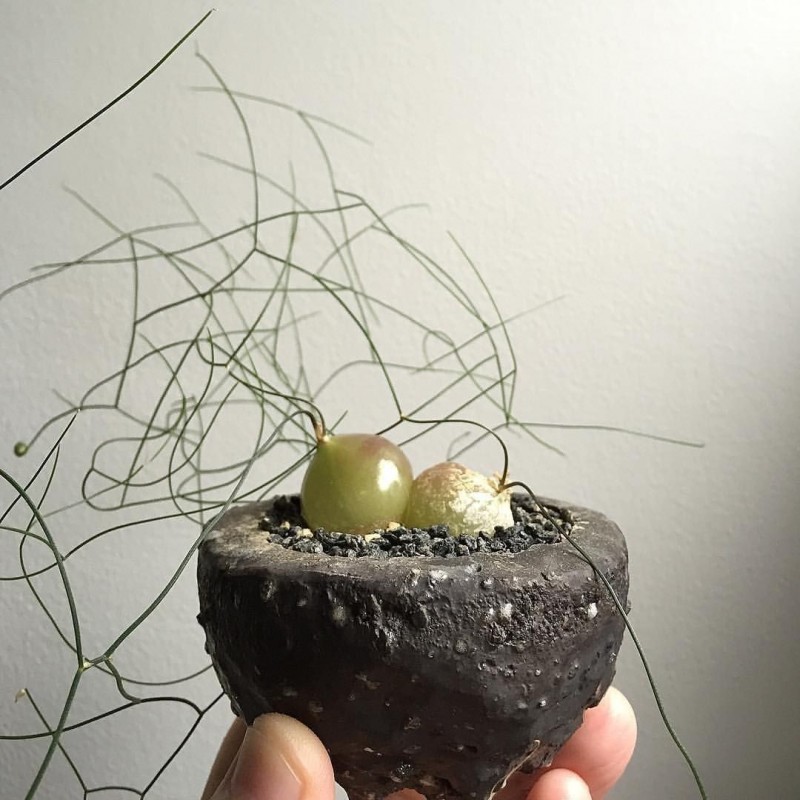 Schizobasis intricata frön | 4,85 €