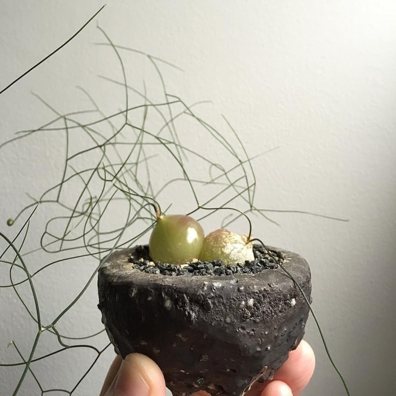 Schizobasis intricata Samen