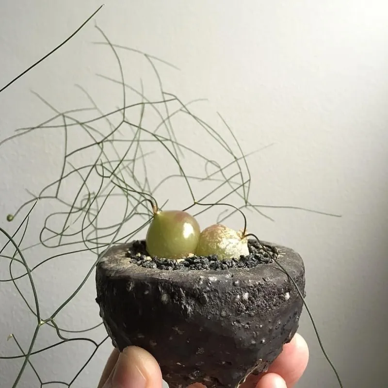 Schizobasis intricata Seme
