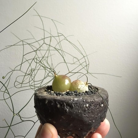 Schizobasis intricata Samen